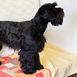 Nyx - Miniature Schnauzer
