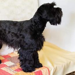 Nyx - Miniature Schnauzer