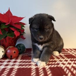 Candy Cane - Agouti and white male Siberian Husky puppy in West Branch, Michigan from First Frost Kennels