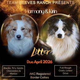 Border Collie puppies from Team Reeves Ranch