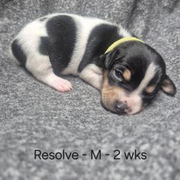 Resolve - White and black male Teddy Roosevelt Terrier puppy in Murray, Kentucky from Froschwald German Shepherds and Xanadu Teddy Roosevelt Terriers