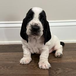 Blue - Black brown and white male Basset Hound puppy in Douglas, Georgia from Huffer Hounds and Havanese