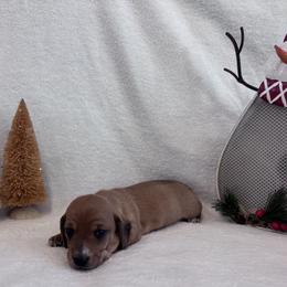 Rusty - Red male Dachshund puppy in Franklinville, New Jersey from KJ Kennels of NJ