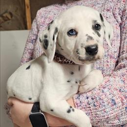 Boy 3 - White and black male Dalmatian puppy in Nelsonville, Ohio from Woofter Dalmatians
