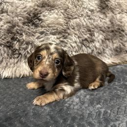 Ruby - Dapple female Dachshund puppy in Stilwell, Oklahoma from B & K Dachshunds