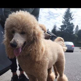 Jupiter - Poodle