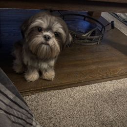 Rigby - Shih Tzu