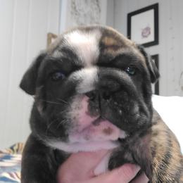 MILO boy2 - Brindle male Bulldog puppy in Fort Gaines, Georgia from Carrie's Bulldogs