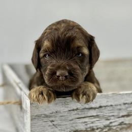 Champagne - Phantom female Bernedoodle puppy in La Plata, Maryland from Serenity Creek Doodles