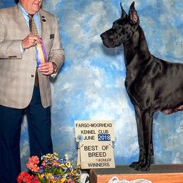 Great Danes from TLC Danes