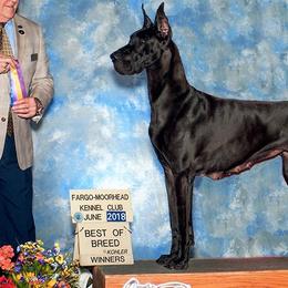 Great Danes from TLC Danes