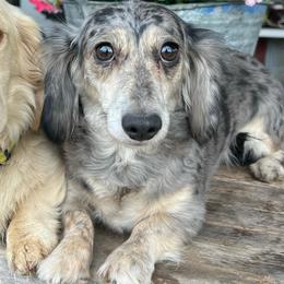 Olive - Dachshund