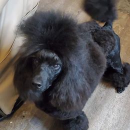 Stanley  - Poodle