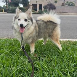 Twinkle - Gray and white female Pomsky puppy in La Verne, California from Red Cedar Pomskies