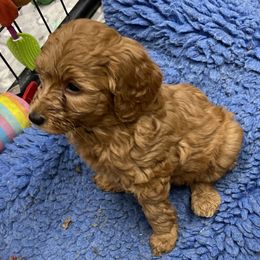 Goldendoodle Puppies from Coal Country Doodles