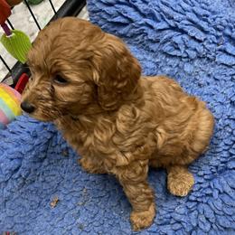 Goldendoodle Puppies from Coal Country Doodles