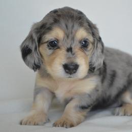 Dachshund Puppies from Dreamheart Dachshunds