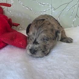 Chandler ( green collar) - Merle male Schnoodle puppy in Novinger, Missouri from Stormi Sky Schnoodles