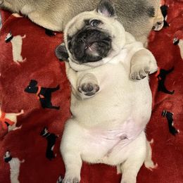 French Bulldog Puppies from Von Bales French Bulldogs