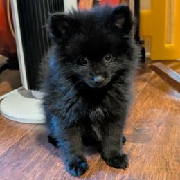 Andrew - Black male Pomeranian puppy in Danielsville, Georgia from PassionatePomPoms