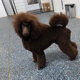 Butterfinger - Brown male Poodle puppy in Parker, Colorado from Pawsh K9’s