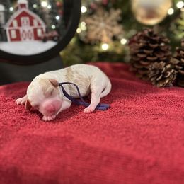 Schroeder - White male Cavapoo puppy in Englewood, Ohio from Hart’s Cavapoos