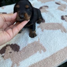 Classic black and tan longhair female - Black and tan female Dachshund puppy in California from Sweetheart Labradors & Mini Dachshunds
