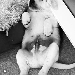 Labrador Retriever Puppies from Lucky Ranch Labradors