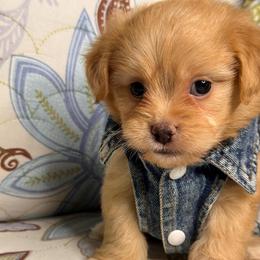 Leo - Apricot male Maltipoo puppy in Bakersfield, California from Silvia's Maltipoos