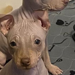 American Hairless Terriers and Doberman Pinschers from WhisperMoon Kennels