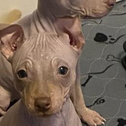 American Hairless Terriers and Doberman Pinschers from WhisperMoon Kennels