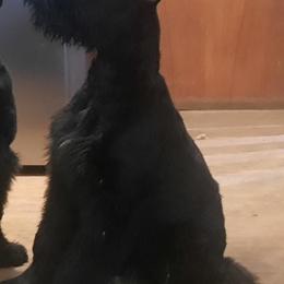 Teal Puppy - Black female Giant Schnauzer puppy in New Bloomfield, Missouri from Liberty Giant Schnauzers