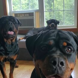 Rottweiler Puppies from Iron Clad Rottweiler