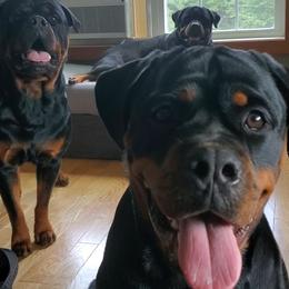 Rottweiler Puppies from Iron Clad Rottweiler