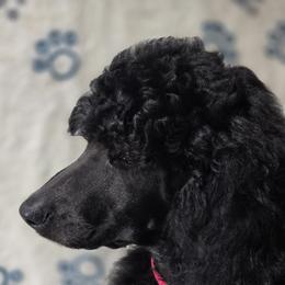 Girl 5 - Poodle puppy in Mayfield Heights, Ohio from Sheridance Poodles