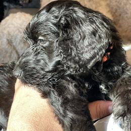 Rudolf - Black male Goldendoodle puppy in St Johns, Florida from Nini's Poodles and Doodles of St. Johns Co.