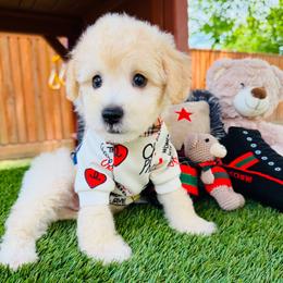 ACE - Champagne male Maltipoo puppy in Sugar Land, Texas from Celebrity Maltipoos