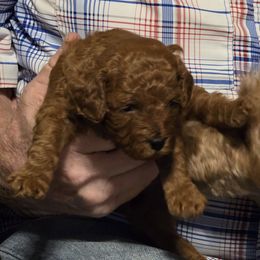 Ivy - Red  female Poodle puppy in Windom, Texas from Wild Farm Puppies