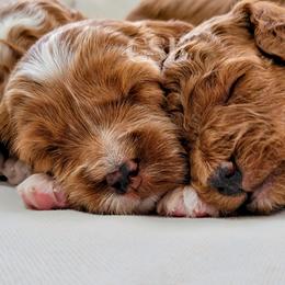 Cavapoo Puppies from Carolina Springs Breeding