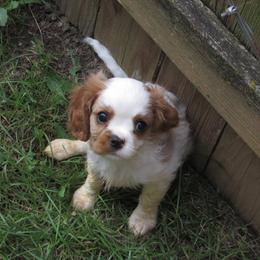 Cavalier King Charles Spaniel puppies from Lori's Cavalier King Charles Spaniels & Dachshunds