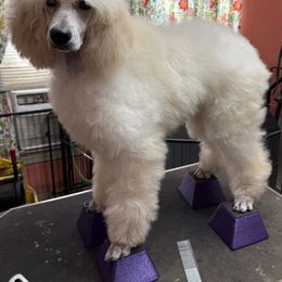 Poodle Puppies from Deblyns Poodles