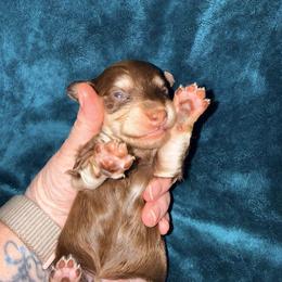 Orion - Chocolate and cream male Dachshund puppy in South Fulton, Tennessee from Stiles' Mini Doxies