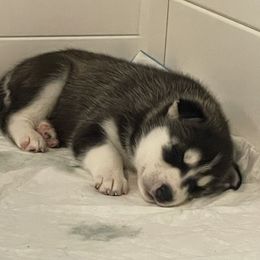Siberian Husky Puppies from Husky Love and Pups