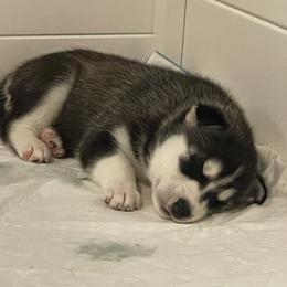 Siberian Husky Puppies from Husky Love and Pups