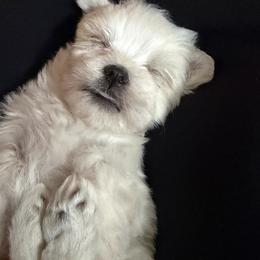 Maltese Puppies from Ayres to Heirs Puppy Co.