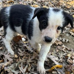 Aramis - Black and white male Border Collie puppy in Long Valley, New Jersey from Hope's Farm