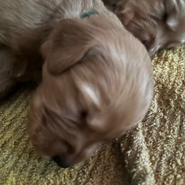 Green - Dark golden male Golden Retriever puppy in Stratton, Colorado from Anam Cara Retrievers