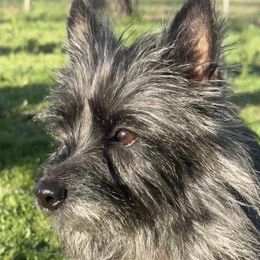 Lizzy - Cairn Terrier