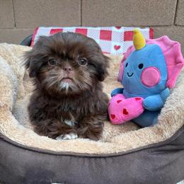 Professor - Chocolate male Shih Tzu puppy in Las Vegas, Nevada from Vegas Shih Tzus