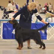Gordon Setter All Grown Up from Tri-sett